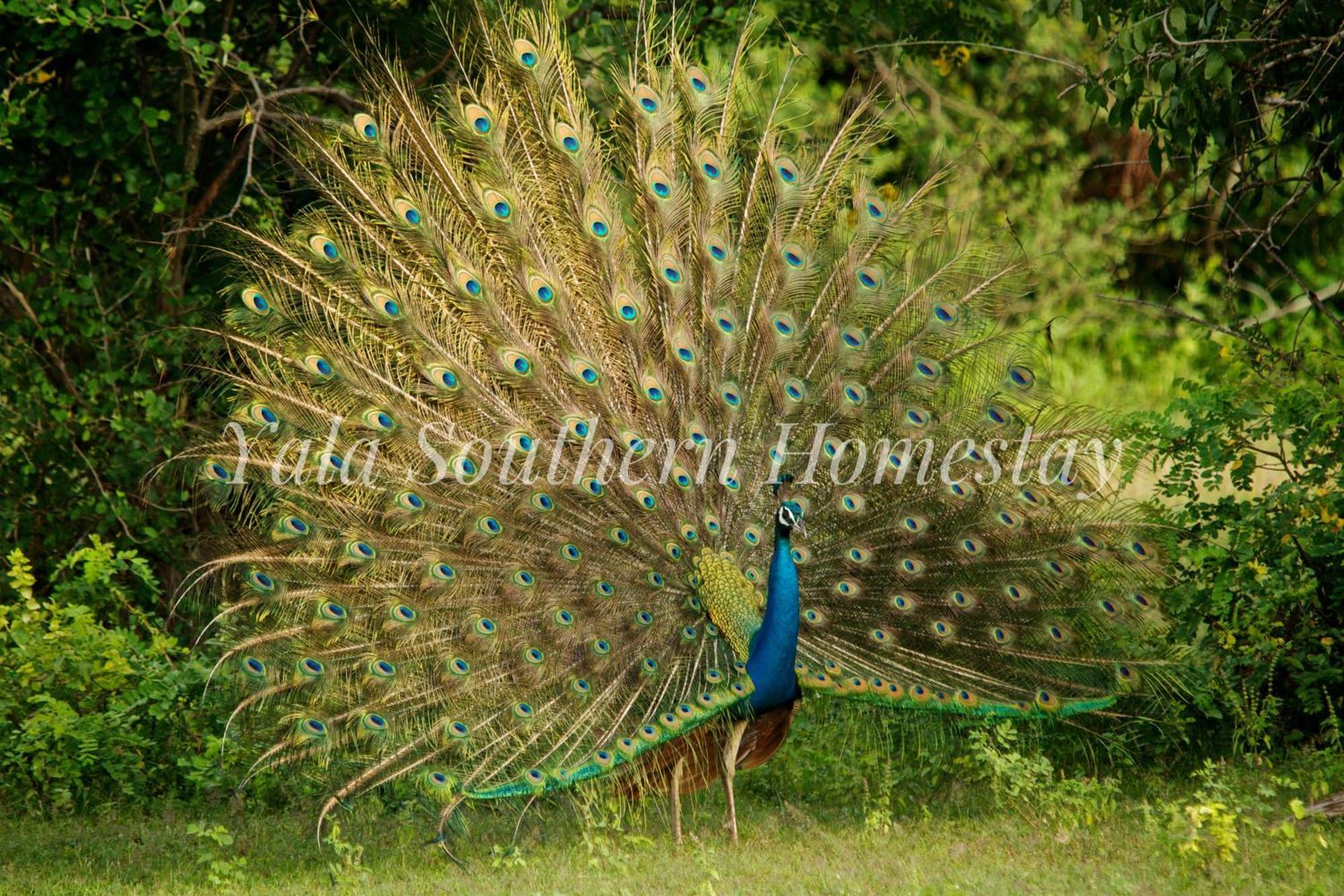 Yala Southern Homestay Tissamaharama Exterior photo